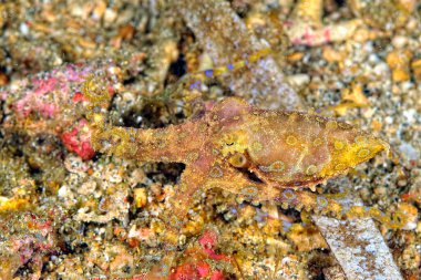 Güzel ve tehlikeli bir mavi yüzük ahtapotunun resmi.