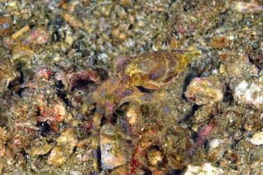 Güzel ve tehlikeli bir mavi yüzük ahtapotunun resmi.