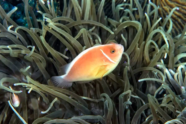 Una Foto Bellissimo Anemone Pesce Pagliaccio — Foto Stock