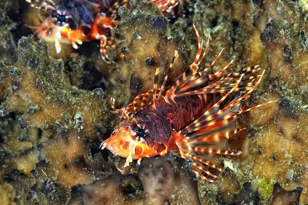 Ein Bild Des Gefährlichen Feuerfisches Der Korallenriff Schwimmt — Stockfoto