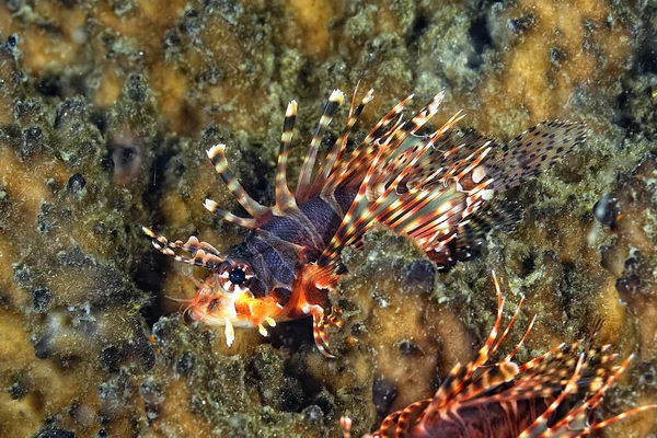 Una Foto Del Pericoloso Pesce Leone Che Nuota Nella Barriera — Foto Stock