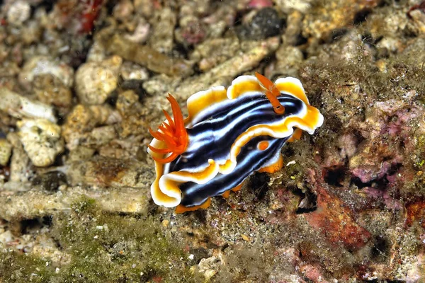 Obraz Niektórych Pięknych Kolorowych Nudibranches — Zdjęcie stockowe
