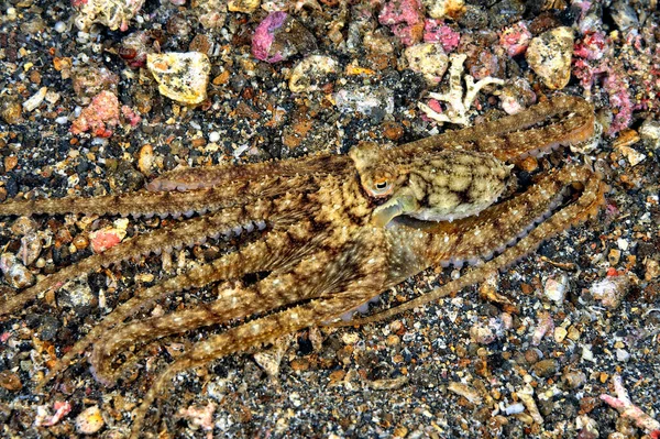 Una Foto Bellissimo Polpo Cocco — Foto Stock