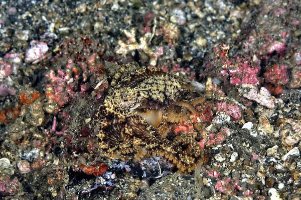 Picture Beautiful Coconut Octopus — Stock Photo, Image