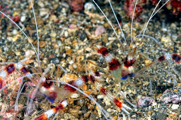 Uma Imagem Belo Camarão Coral Listrado — Fotografia de Stock