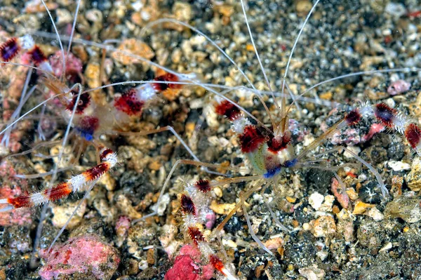 Una Foto Bellissimo Gambero Corallo Fasciato — Foto Stock