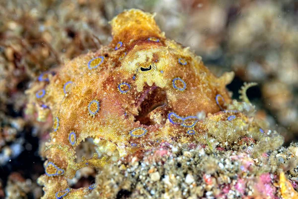 Ein Bild Eines Schönen Und Gefährlichen Blauen Ringkraken — Stockfoto