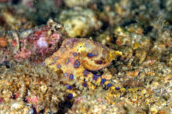 Picture Beautiful Dangerous Blue Ring Octopus — Stock Photo, Image