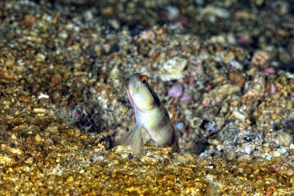 Picture Diagonal Shrimp Goby Sand — Stock Photo, Image