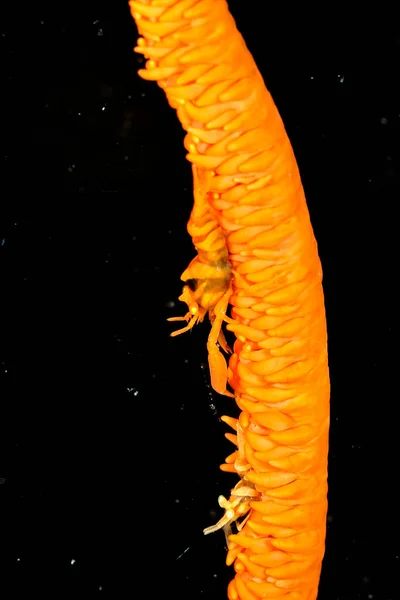 Una Foto Compagno Corallo Frusta Gamberetti Corallo Frusta — Foto Stock