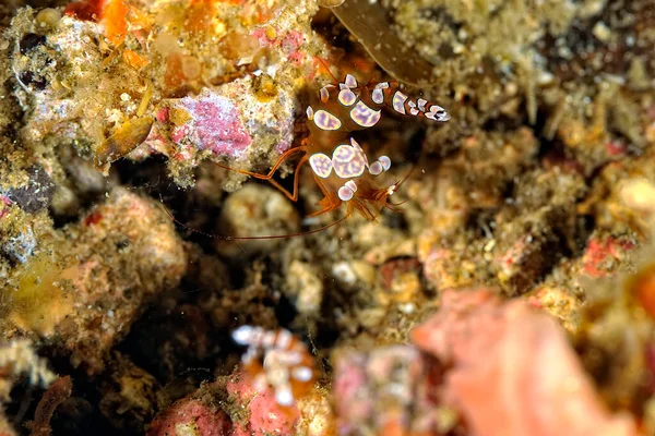 Uma Foto Belo Camarão Ambon — Fotografia de Stock