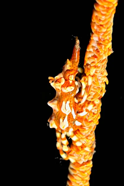 美しいサンゴの鞭のクモのカニの写真 — ストック写真