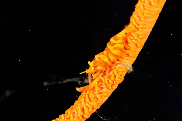 Picture Whip Coral Partner Shrimp Whip Coral — Stock Photo, Image