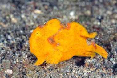 Altta renkli bir kurbağa balığı resmi var.