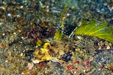 Kumun üzerinde güzel parmaklı bir ejderha resmi.