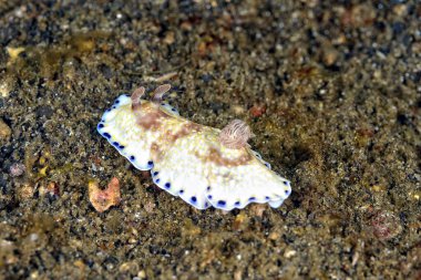 Renkli ve güzel dalların bir resmi.