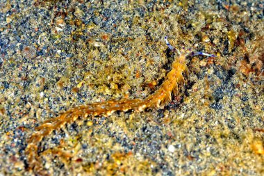 Renkli ve güzel dalların bir resmi.