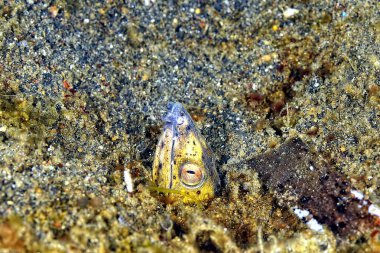 Sığınağından çıkan siyah yılanbalığının ayrıntıları.