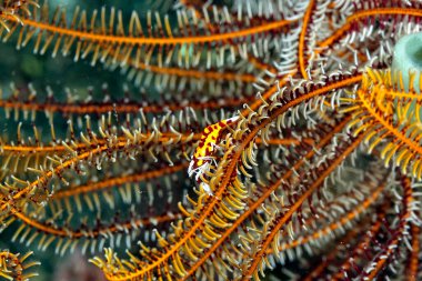 Güzel bir tüy yıldızı karidesinin resmi.