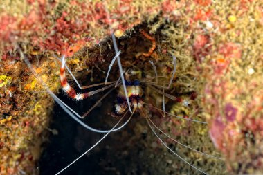 Güzel bir bantlı mercan karidesinin resmi.