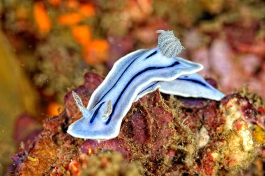 Renkli ve güzel dalların bir resmi.