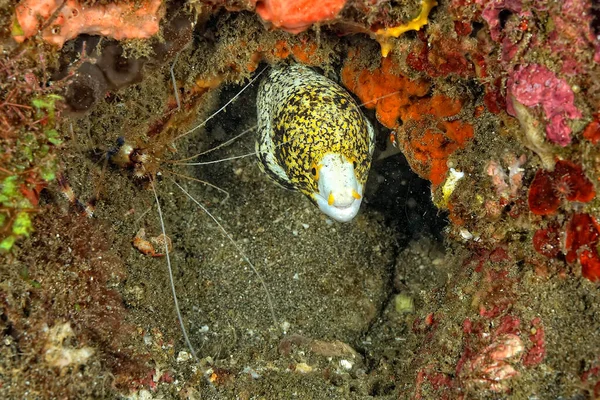 Uma Moray Nublada Saindo Seu Covil — Fotografia de Stock