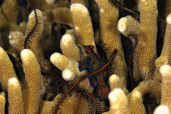 Une Photo Poisson Mandarin Nageant Dans Corail — Photo