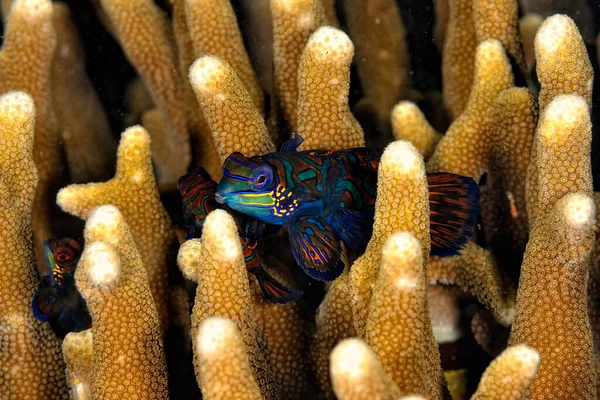 Μια Φωτογραφία Ενός Μανδαρίνου Ψαριού Που Κολυμπάει Στα Κοράλλια — Φωτογραφία Αρχείου