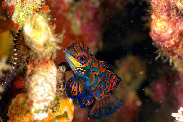 Ein Bild Eines Mandarinenfisches Der Der Koralle Schwimmt — Stockfoto