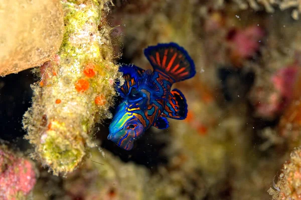 Uma Imagem Peixe Mandarim Nadando Coral — Fotografia de Stock