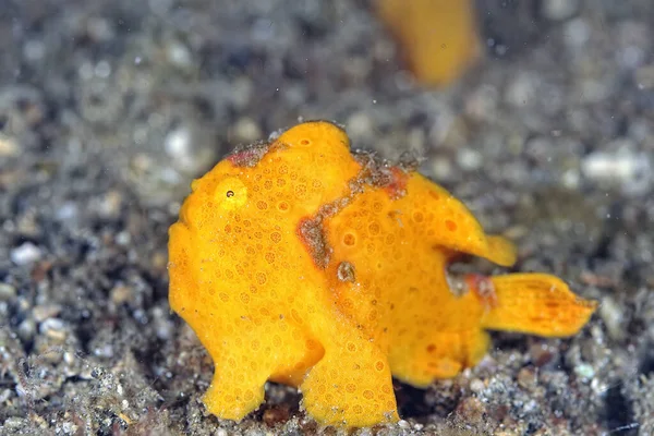 Immagine Pesce Rana Colorato Sul Fondo — Foto Stock