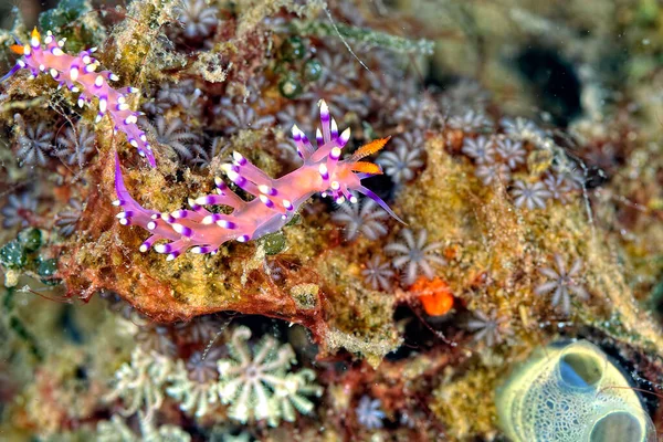 Uma Imagem Alguns Nudibranches Bonitos Coloridos — Fotografia de Stock