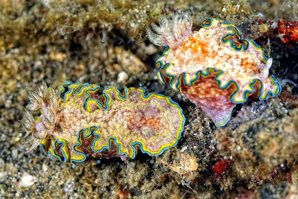 Uma Imagem Alguns Nudibranches Bonitos Coloridos — Fotografia de Stock