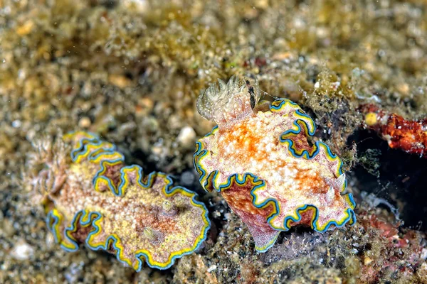 Una Foto Alcuni Nudibranchi Belli Colorati — Foto Stock