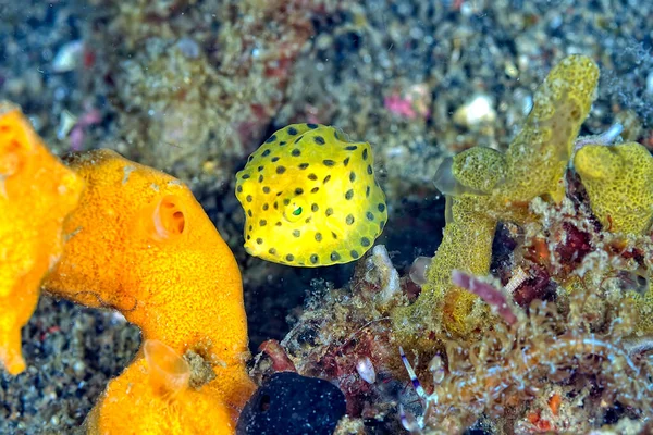 Une Image Minuscule Poisson Boîte Près Fond — Photo