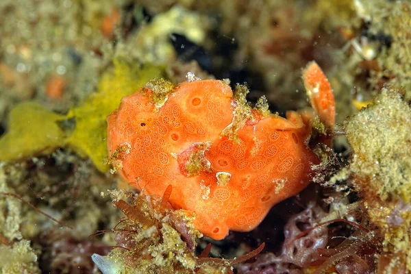 Picture Colored Frog Fish Bottom — Stock Photo, Image