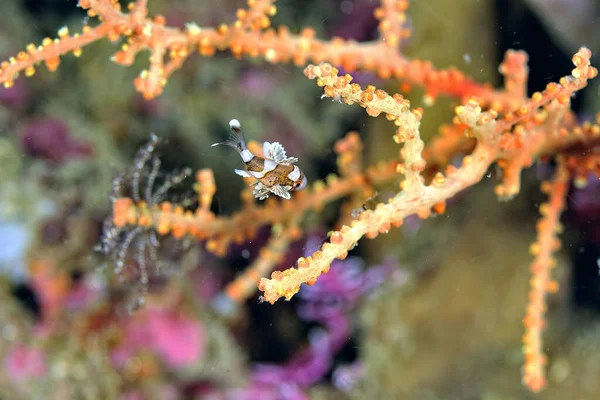 Picture Juvenile Many Spotted Sweetlips — Stock Photo, Image