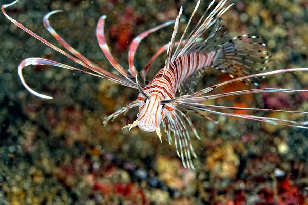 Una Foto Del Pericoloso Pesce Leone Che Nuota Nella Barriera — Foto Stock