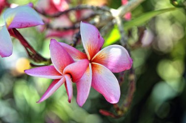 Güzel renkli bir çiçeğin resmi.