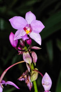 Renkli güzel bir orkide resmi.