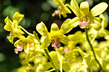 Renkli güzel bir orkide resmi.