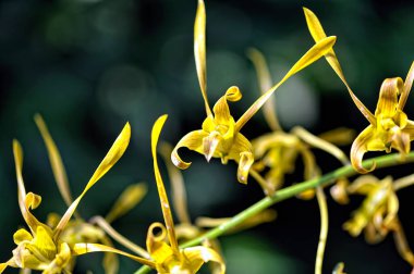 Renkli güzel bir orkide resmi.