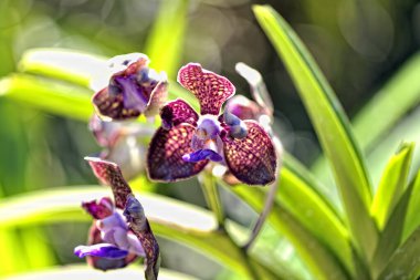 Renkli güzel bir orkide resmi.