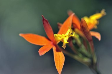 Renkli güzel bir orkide resmi.