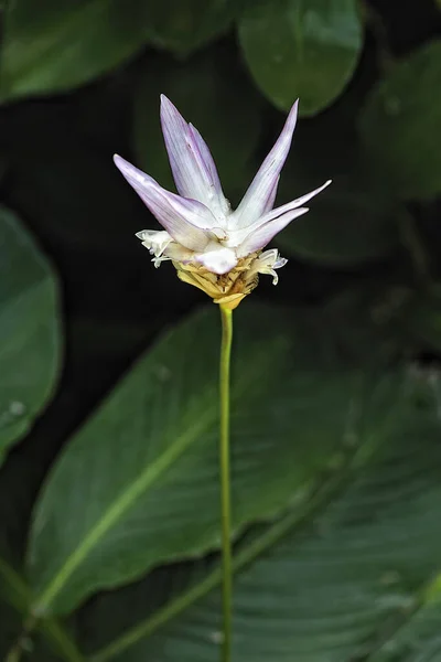 Obraz Piêknego Barwnego Kwiatu — Zdjęcie stockowe