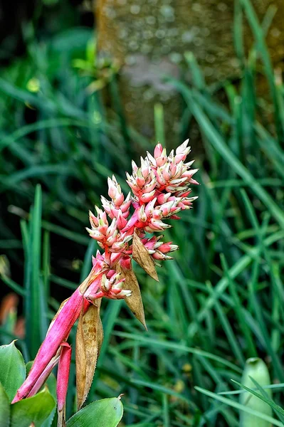 Ein Bild Von Einer Schönen Bunten Blume — Stockfoto