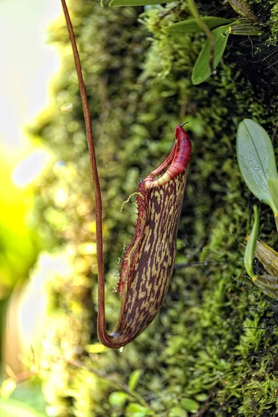 Una Imagen Una Hermosa Peligrosa Planta Carnívora —  Fotos de Stock