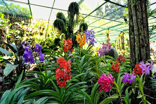 Uma Imagem Uma Orquídea Bonita Colorida — Fotografia de Stock