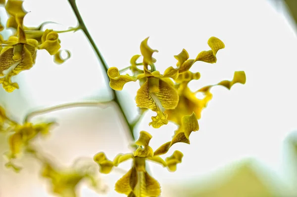 Una Imagen Una Hermosa Orquídea Color —  Fotos de Stock