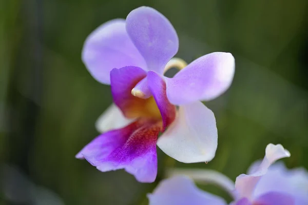 Renkli Güzel Bir Orkide Resmi — Stok fotoğraf